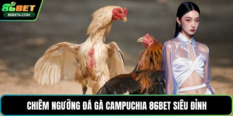 Chiêm ngưỡng đá gà Campuchia 86bet siêu đỉnh